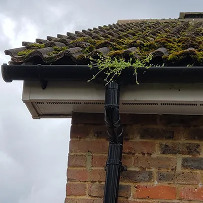 moss on the top of a gutter