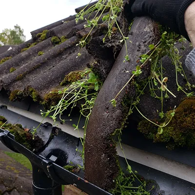large green moss on the top of a gutter